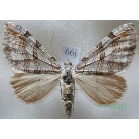 Aplocera plagiata (Linnaeus, 1758) Niekrocz dziurawczak Czech66j